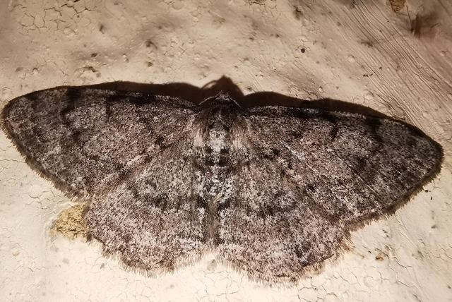 Aethalura punctulata - szürke égeraraszoló