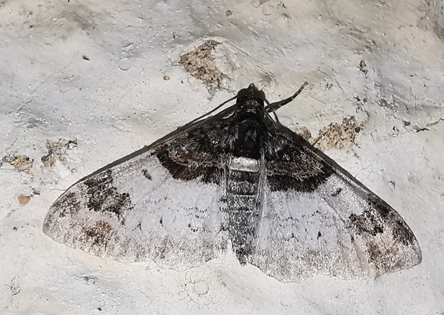 Catarhoe cuculata - csuklyás tarkaaraszoló