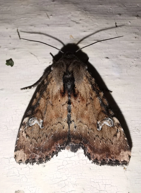 Loscopia scolopacina - csinos dudvabagoly