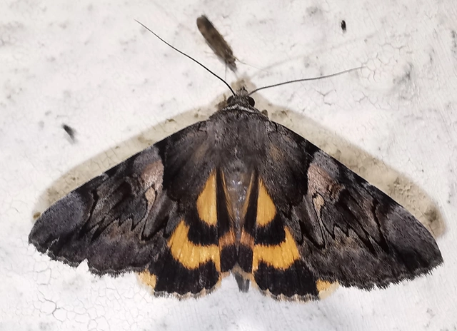 Catocala fulminea - galagonya-övesbagoly