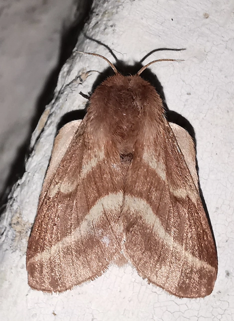 Malacosoma castrensis - kutyatejszövő