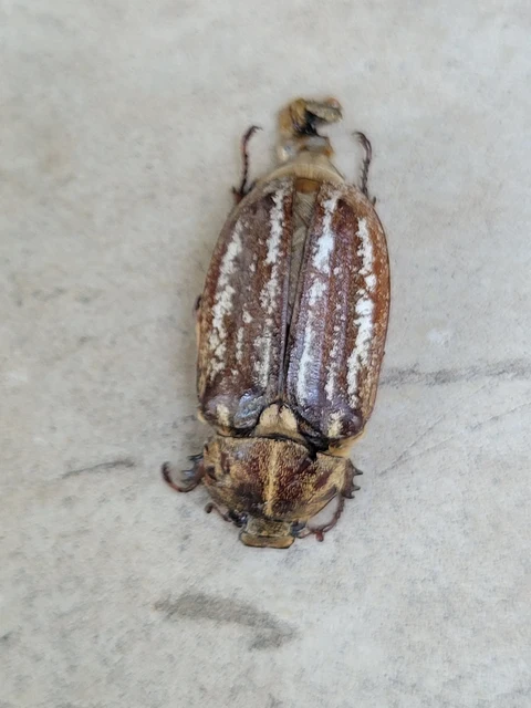 Anoxia orientalis - keleti cserebogár