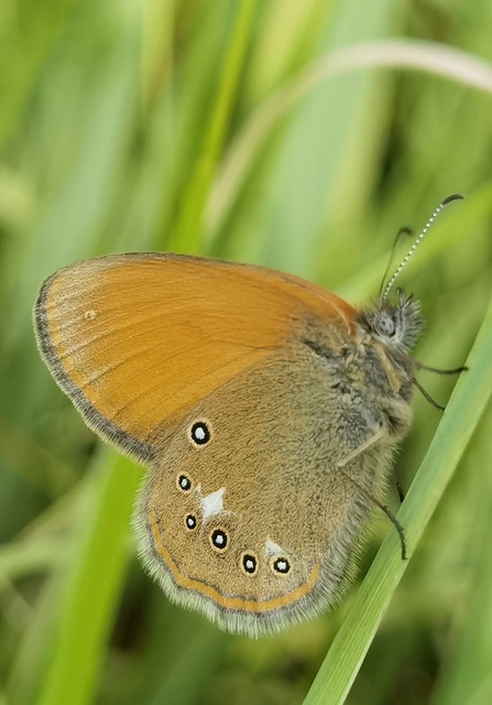 Coenonympha glycerion - közönséges szénalepke