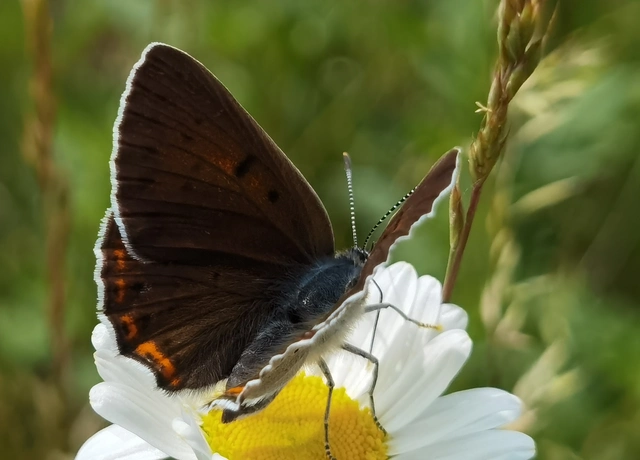 Lycaena alciphron - ibolyás tűzlepke