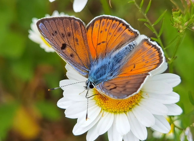 Lycaena alciphron - ibolyás tűzlepke