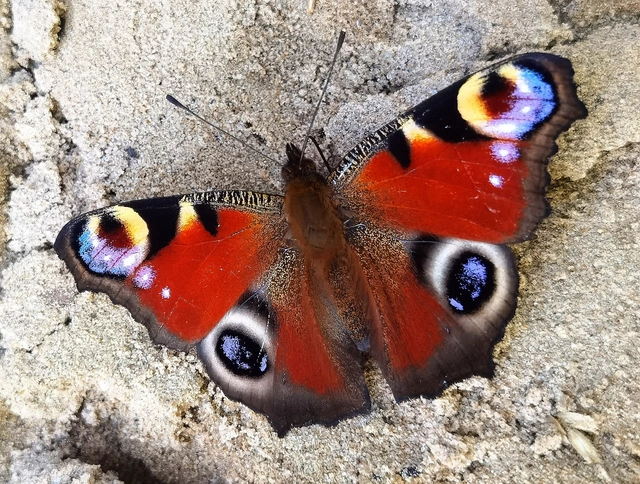 Nymphalis io - nappali pávaszem