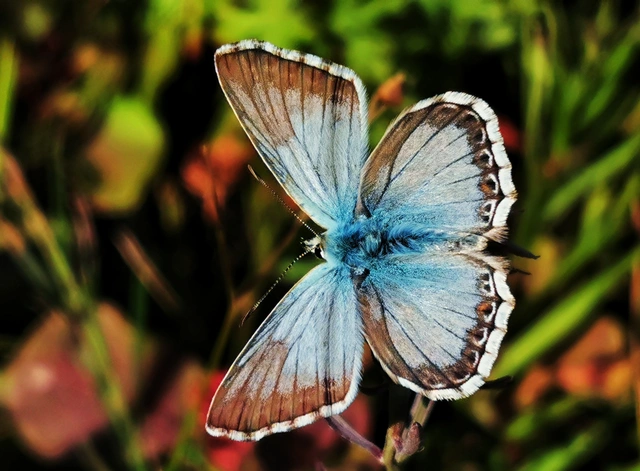 Polyommatus coridon - ezüstkék boglárka