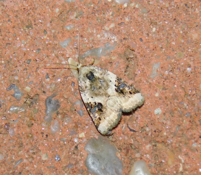 fehéres apróbagoly - Pseudeustrotia candidula