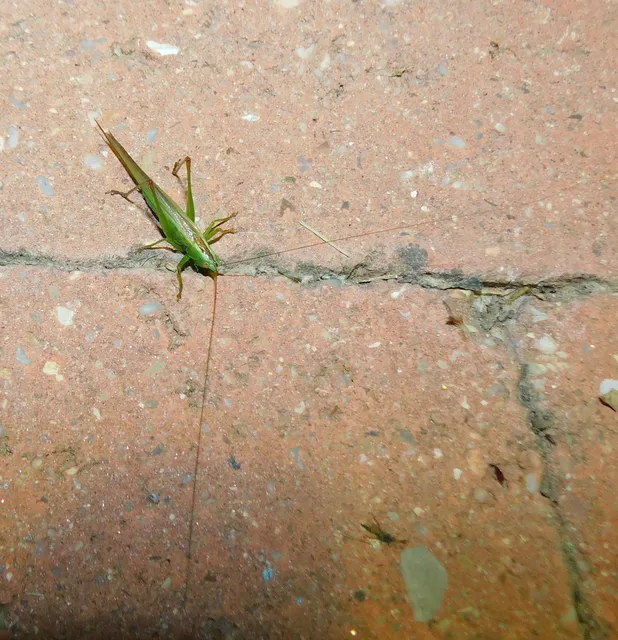 Conocephalus fuscus - kis kúpfejűszöcske