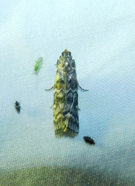 Dioryctria