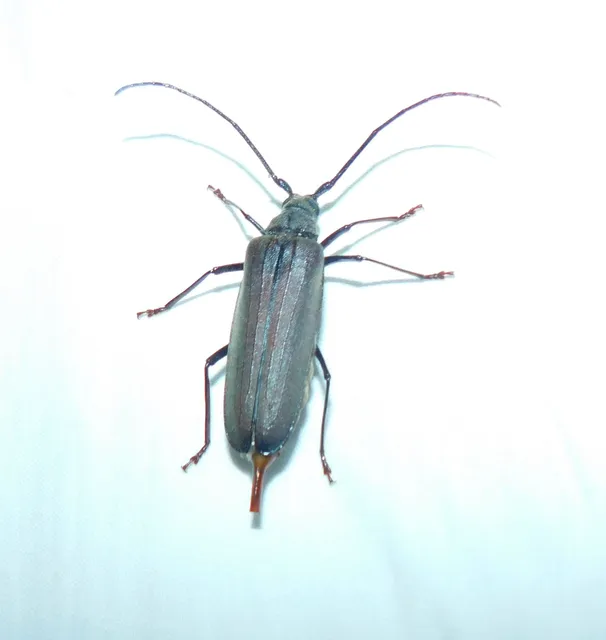 Aegosoma scabricorne - diófacincér