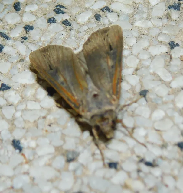 Agrotis ipsilon - nagy földibagoly