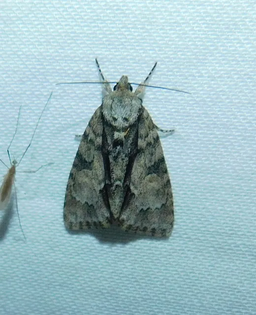 kis szigonyosbagoly - Acronicta strigosa