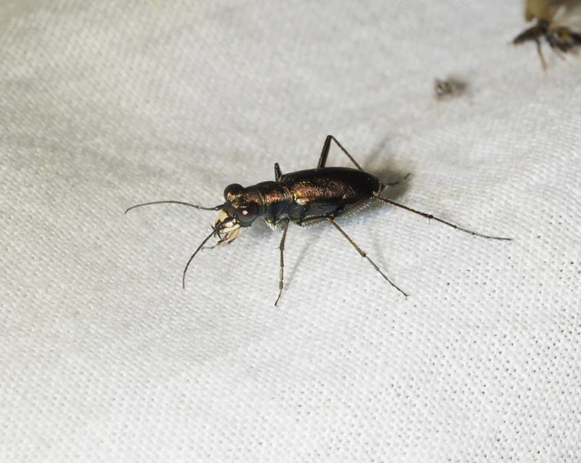 Cylindera germanica - parlagi homokfutrinka