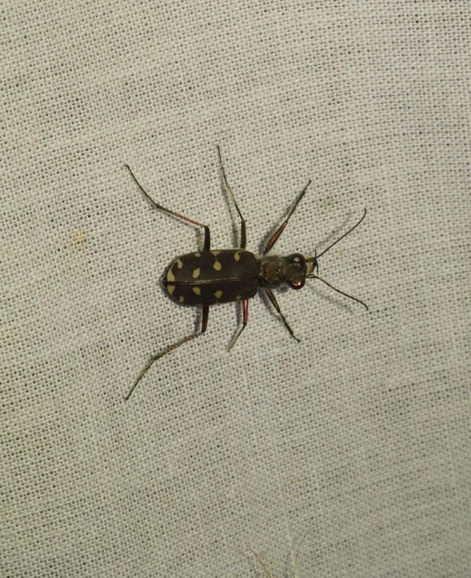 Calomera littoralis nemoralis - sziki homokfutrinka