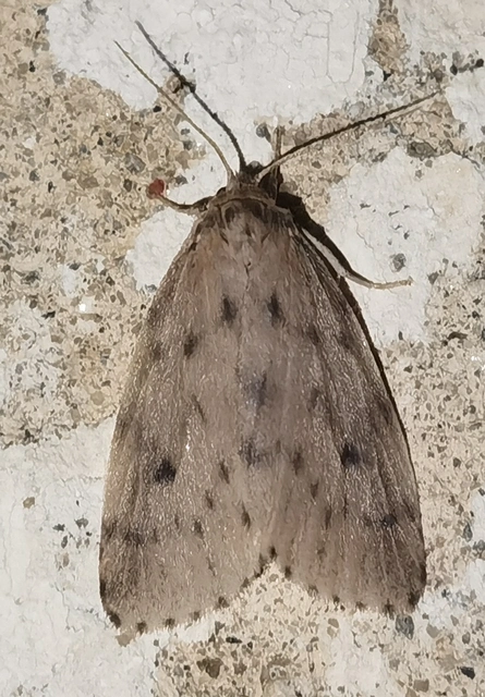 Thumata senex - mocsári medvelepke