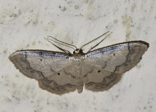 Idaea politaria - vonalas apróaraszoló