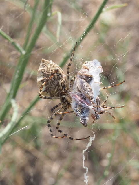 Argiope lobata - karéjos keresztespók
