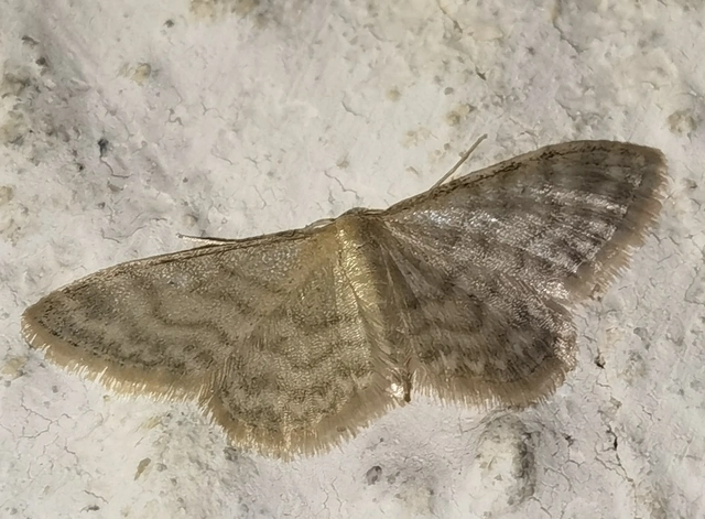 Idaea dilutaria - napvirág-apróaraszoló