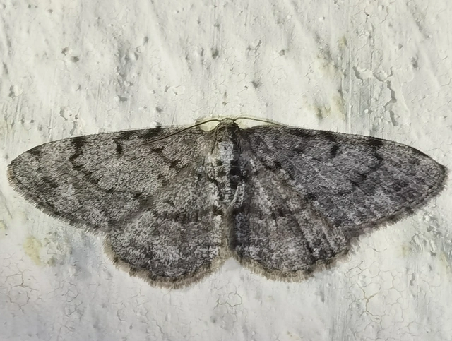Aethalura punctulata - szürke égeraraszoló