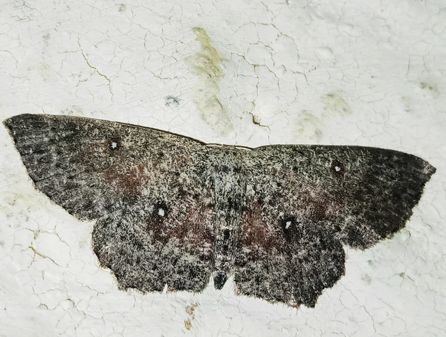 Cyclophora pendularia - fűzfa-pettyesaraszoló