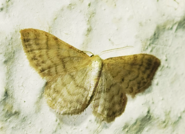 Idaea dilutaria - napvirág-apróaraszoló
