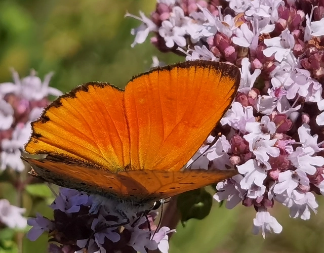 Lycaena virgaureae - arany-tűzlepke