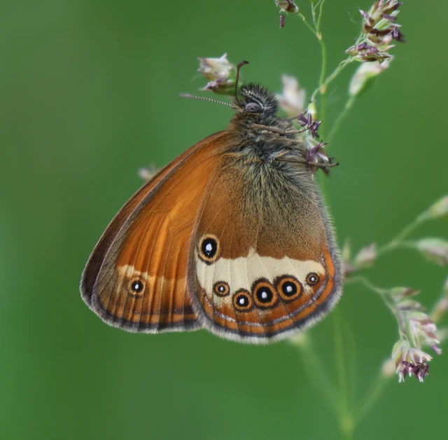 Coenonympha arcania - fehéröves szénalepke