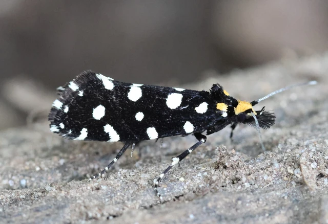 Euplocamus anthracinalis - fésűscsápú korhadékmoly