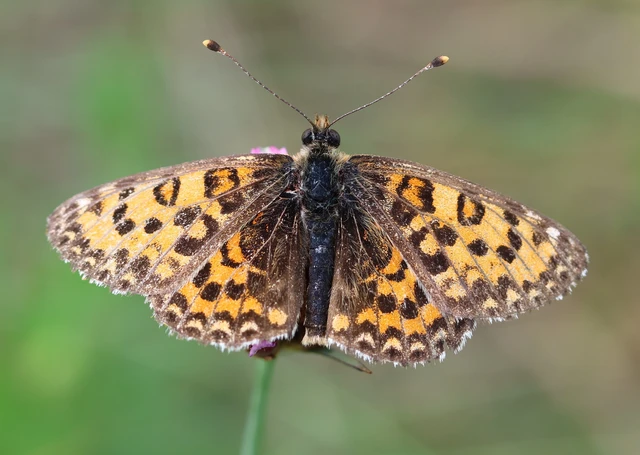 Melitaea trivia - kis tarkalepke