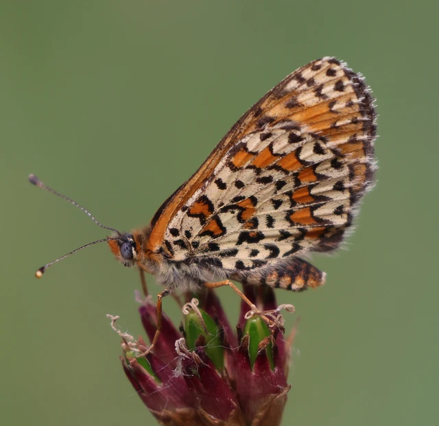 Melitaea trivia - kis tarkalepke