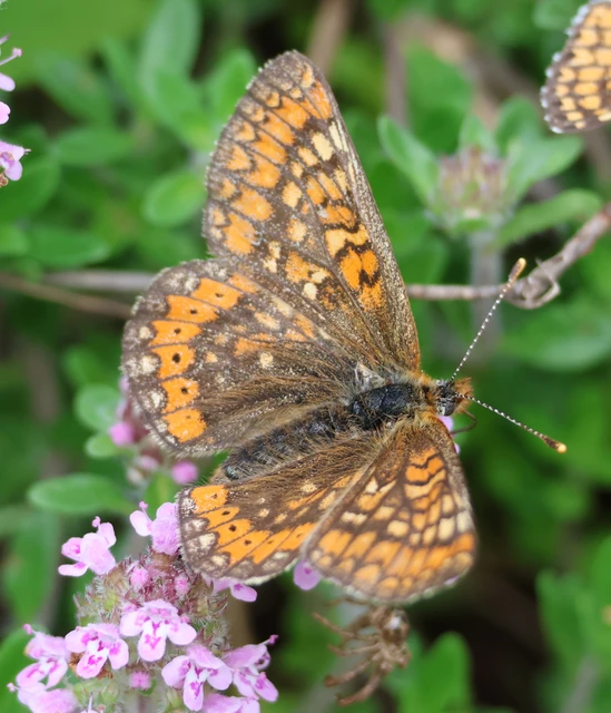 Euphydryas aurinia - lápi tarkalepke