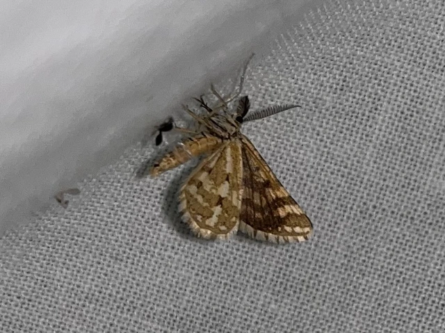 Narraga fasciolaria/tessularia