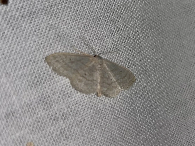 ötvonalas apróaraszoló - Idaea subsericeata