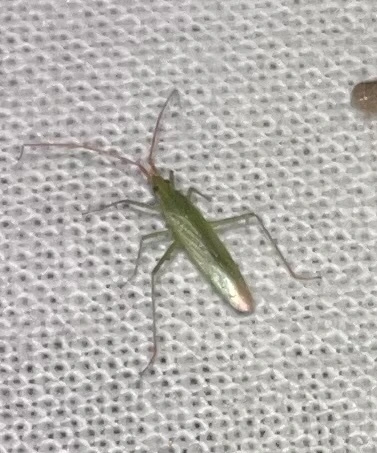 Trigonotylus