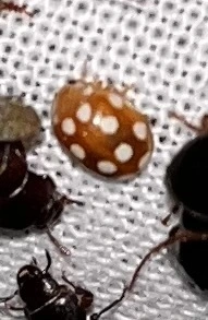 Vibidia duodecimguttata - tizenkétcseppes füsskata
