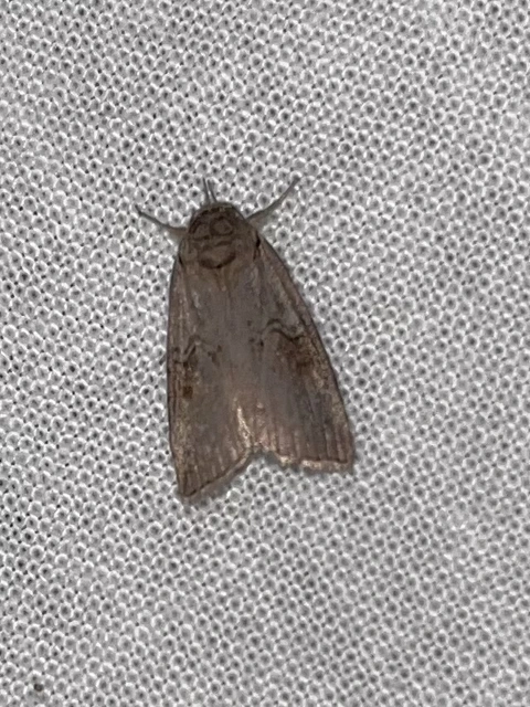 Nycteola asiatica - nyárfa-trapézbagoly