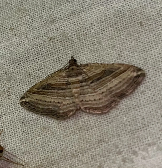 soksávú araszoló - Costaconvexa polygrammata