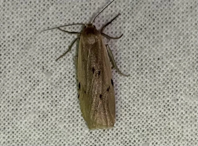 Pelosia muscerda - hamvas zuzmószövő