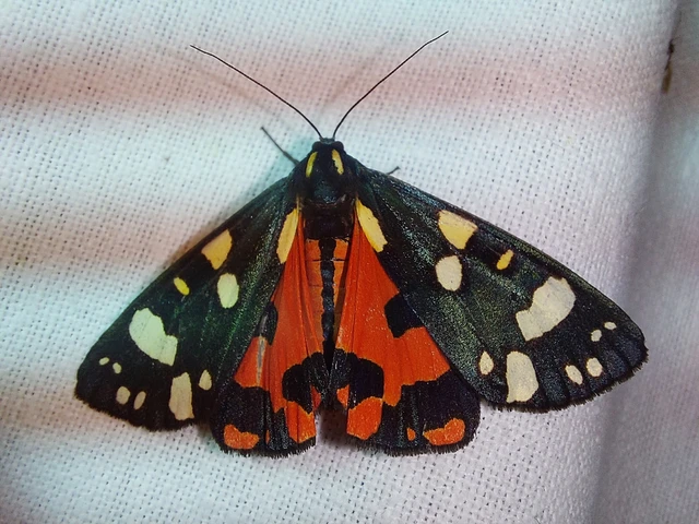 Callimorpha dominula - fémes medvelepke
