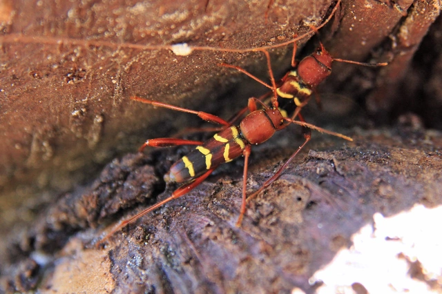 Neoclytus acuminatus - amerikai darázscincér