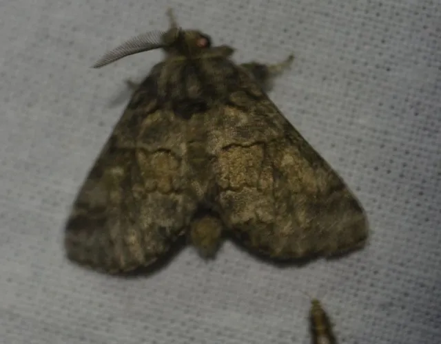Gluphisia crenata - kormos púposszövő