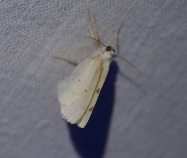Lomographa bimaculata - kétpontos fehéraraszoló
