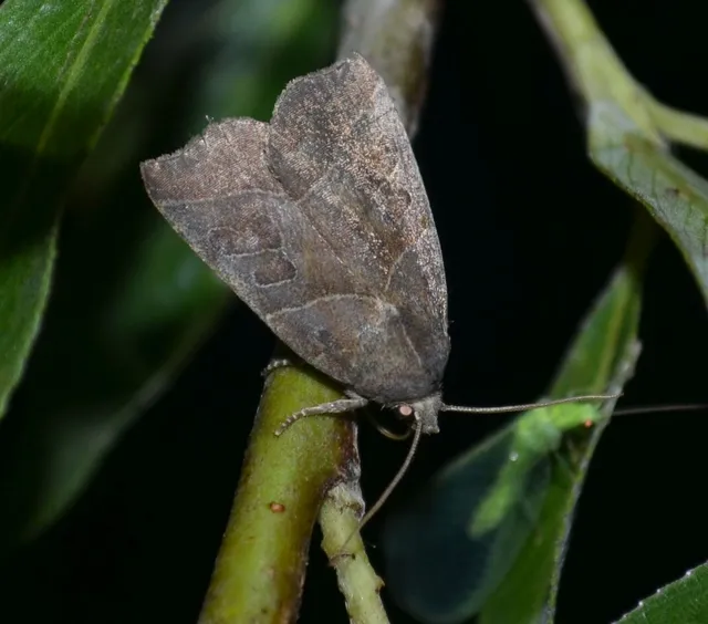 Ipimorpha retusa - sarlós fűzbagoly