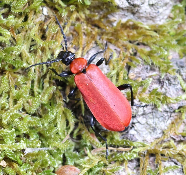 Pyrochroa coccinea - nagy bíborbogár