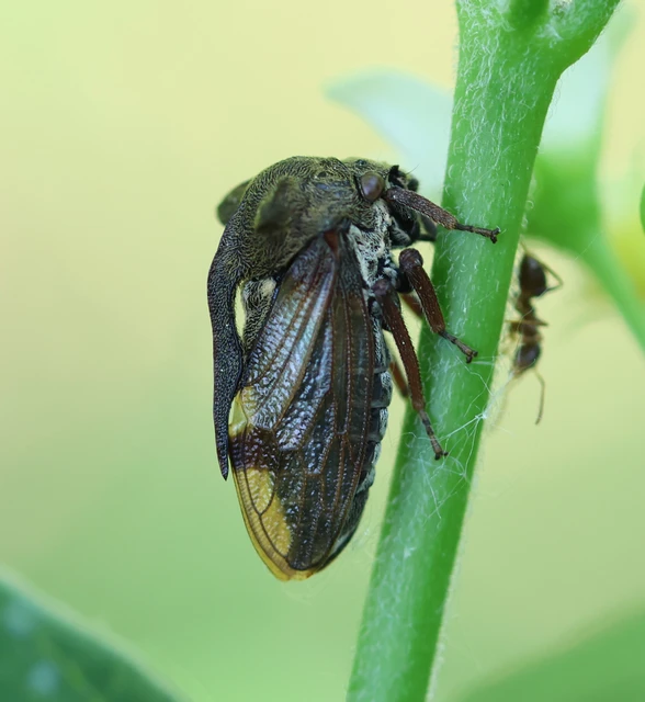 Centrotus cornutus - szarvaskabóca