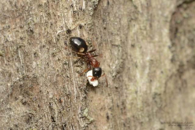 Dolichoderus quadripunctatus - négypettyes erdeihangya