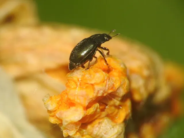 Meligethinae Meligethinae