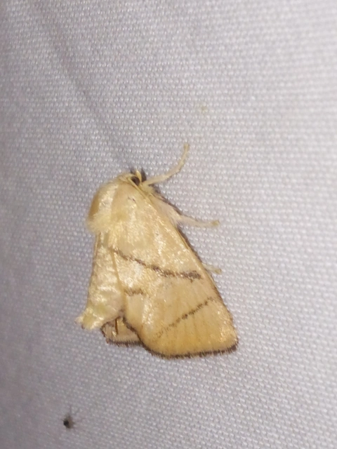Apoda limacodes - kagylólepke