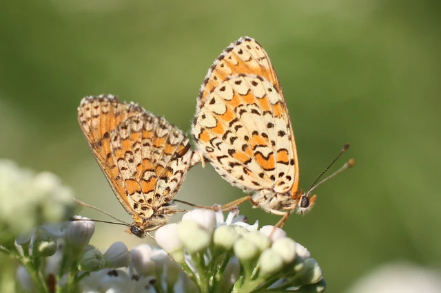 Melitaea trivia - kis tarkalepke